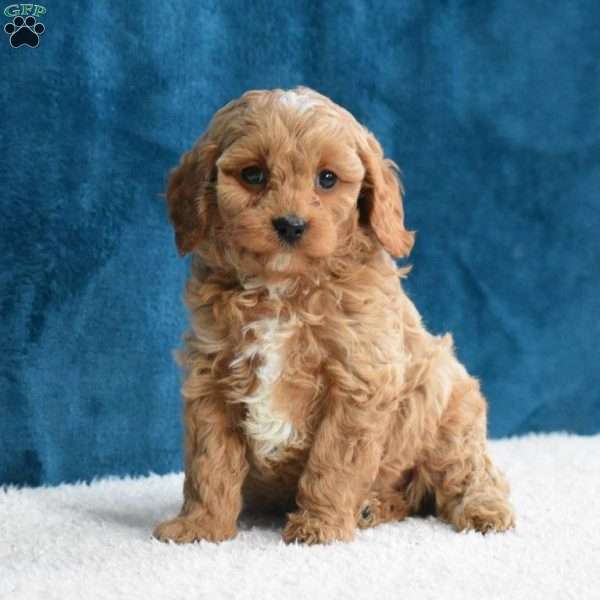 Alex, Cavapoo Puppy